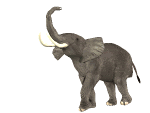 thelephant